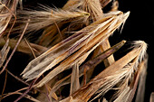 Downy oat grass (Avenula pubescens) seeds