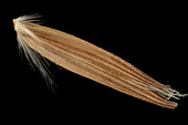Bulbous oat grass (Arrhenatherum elatius) seed