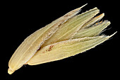 Cocksfoot grass (Dactylis glomerata) seed