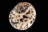 Narrow-leaved lupin (Lupinus angustifolius) seed