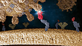 Influenza virus binding to cell, illustration