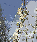 Apple blossom branch, illustration
