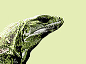 Iguana, illustration