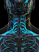 Nerves of the neck, illustration