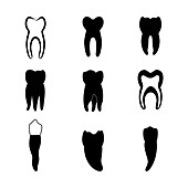 Teeth, illustration