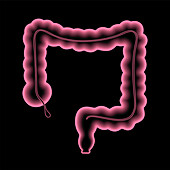 Human intestine, illustration