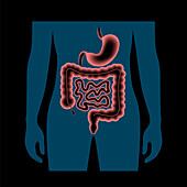 Digestive tract, illustration