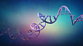 Ribonucleic acid strand, illustration