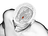 Hypothalamus, illustration