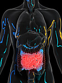 Painful small intestine, illustration