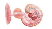 Human embryo anatomy at week 5, illustration