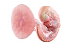 Human embryo anatomy at week 5, illustration