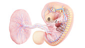 Human embryo anatomy at week 7, illustration