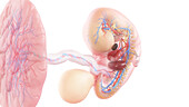 Human embryo anatomy at week 7, illustration