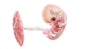 Human embryo anatomy at week 8, illustration
