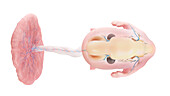 Human embryo anatomy at week 8, illustration