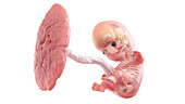 Human foetus anatomy at week 9, illustration