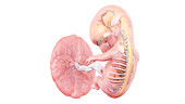 Human foetus anatomy at week 9, illustration
