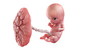 Human foetus at week 10, illustration