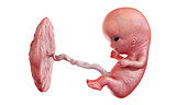 Human foetus at week 10, illustration