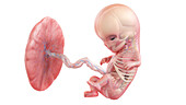 Human foetus anatomy at week 11, illustration