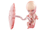 Human foetus anatomy at week 11, illustration