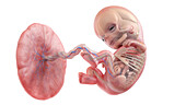 Human foetus anatomy at week 11, illustration