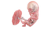 Human foetus anatomy at week 12, illustration