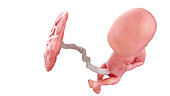 Human foetus at week 12, illustration