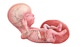 Human foetus anatomy at week 13, illustration