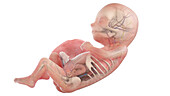 Human foetus anatomy at week 15, illustration
