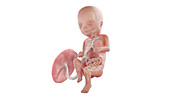 Human foetus anatomy at week 16, illustration