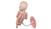 Human foetus anatomy at week 16, illustration