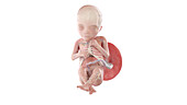 Human foetus anatomy at week 18, illustration