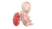 Human foetus anatomy at week 18, illustration