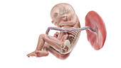 Human foetus anatomy at week 18, illustration