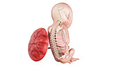 Human foetus anatomy at week 19, illustration