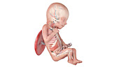 Human foetus anatomy at week 19, illustration