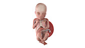 Human foetus anatomy at week 19, illustration