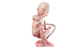 Human foetus anatomy at week 20, illustration