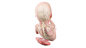 Human foetus anatomy at week 20, illustration
