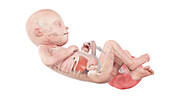 Human foetus anatomy at week 21, illustration