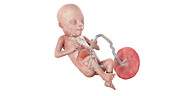 Human foetus anatomy at week 21, illustration