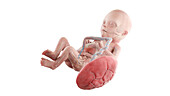 Human foetus anatomy at week 21, illustration