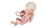 Human foetus anatomy at week 22, illustration