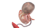 Human foetus anatomy at week 23, illustration