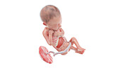 Human foetus anatomy at week 24, illustration