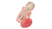 Human foetus anatomy at week 24, illustration