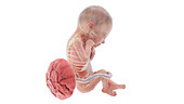 Human foetus anatomy at week 24, illustration