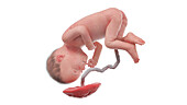 Human foetus at week 27, illustration